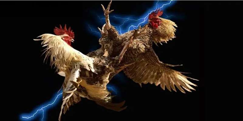 Đá Gà Bình Định – Tinh Hoa Nghệ Thuật Chọi Gà Đất Võ Tại 68WIN