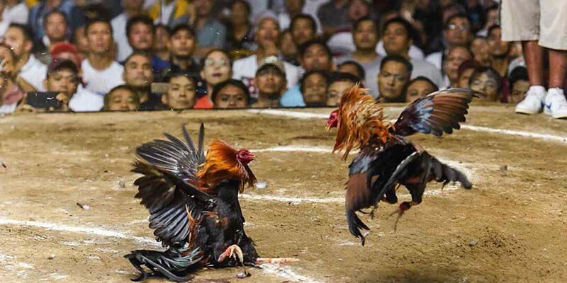 Sơ lược về lịch sử lâu đời của gà chọi Bình Định